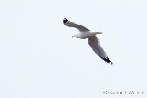 Gull In Flight_DSCF00770.jpg - Photographed at Ottawa, Ontario, Canada.